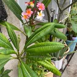 Hawaii Plants