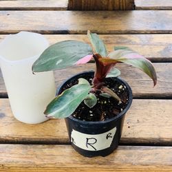 Live indoor Philodendron Pink Princess plant in a plastic nursery pot—firm price