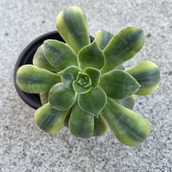 Rare Aeonium Starburst