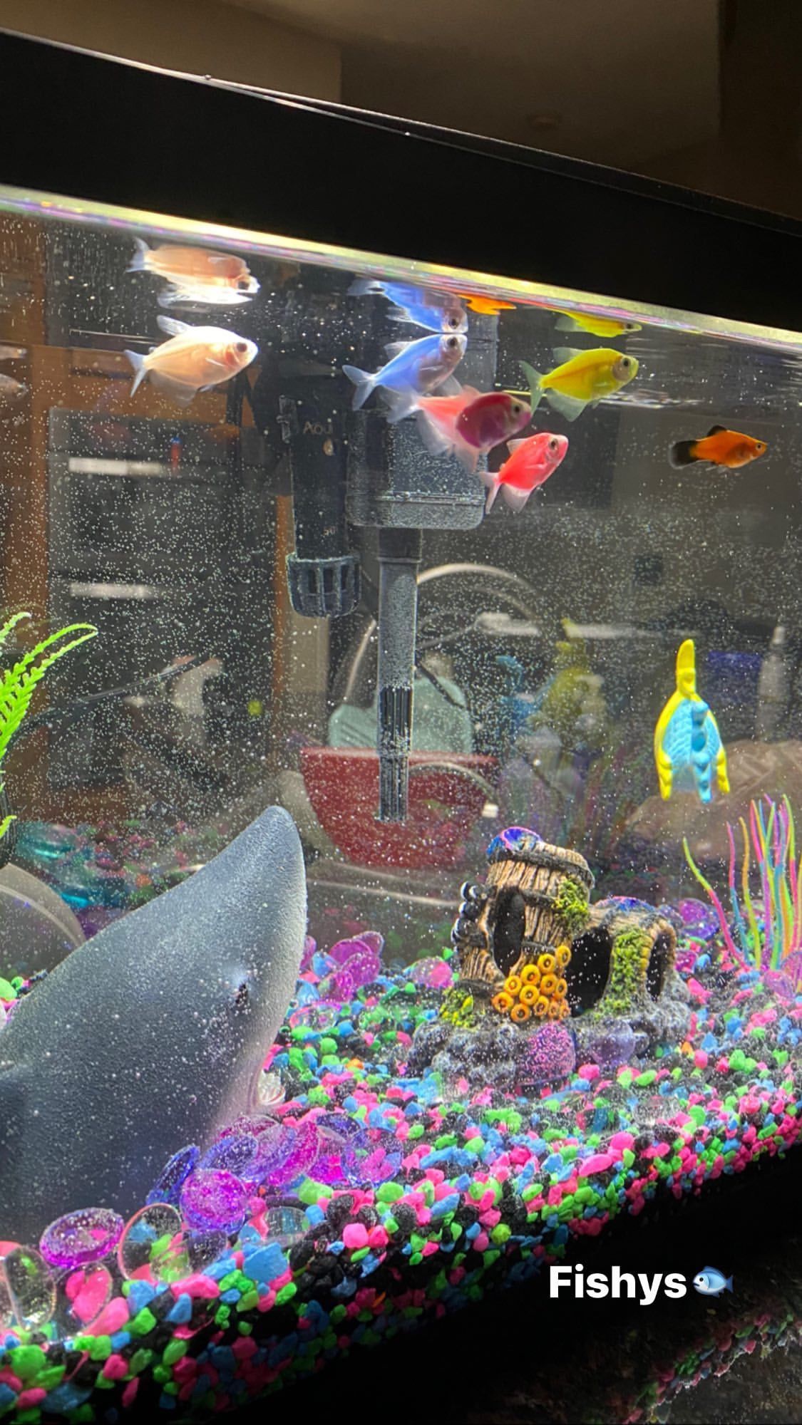 5 Fish including 10 gallon tank, filter, food, and fish net