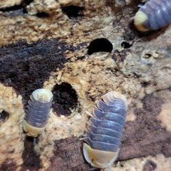 Bio-active Starter Isopods & Springtails