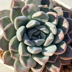 Big Echeveria Loris Imported 