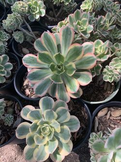 Beautiful succulents for sale