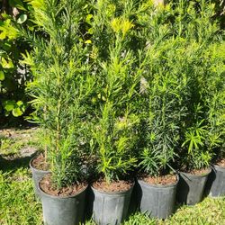 Beautiful Podocarpus Plants For Privacy!!! Fertilized 