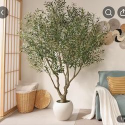 New Olive Tree (8’ tall )