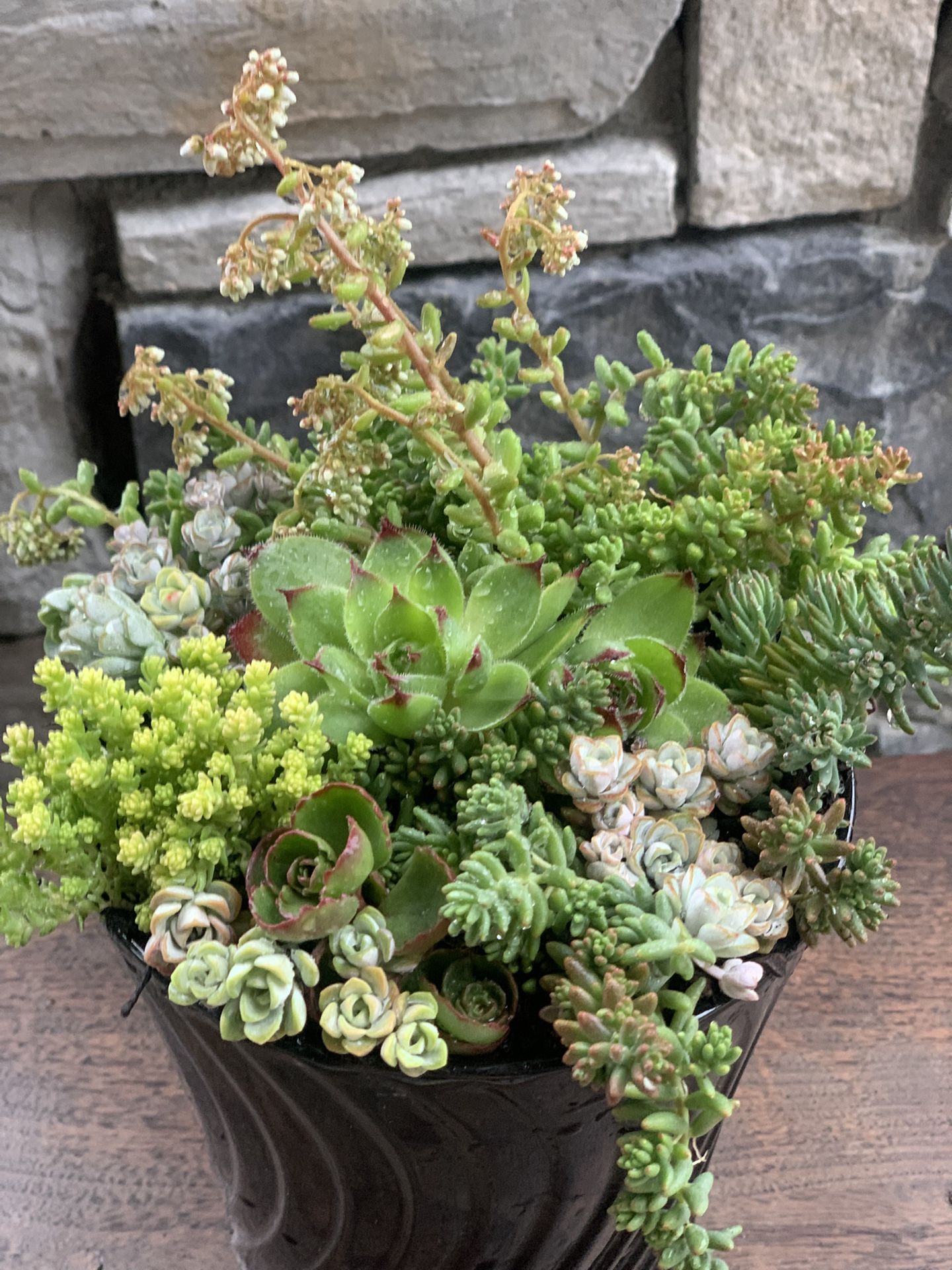 Live outdoor succulent arrangement in black ceramic pot