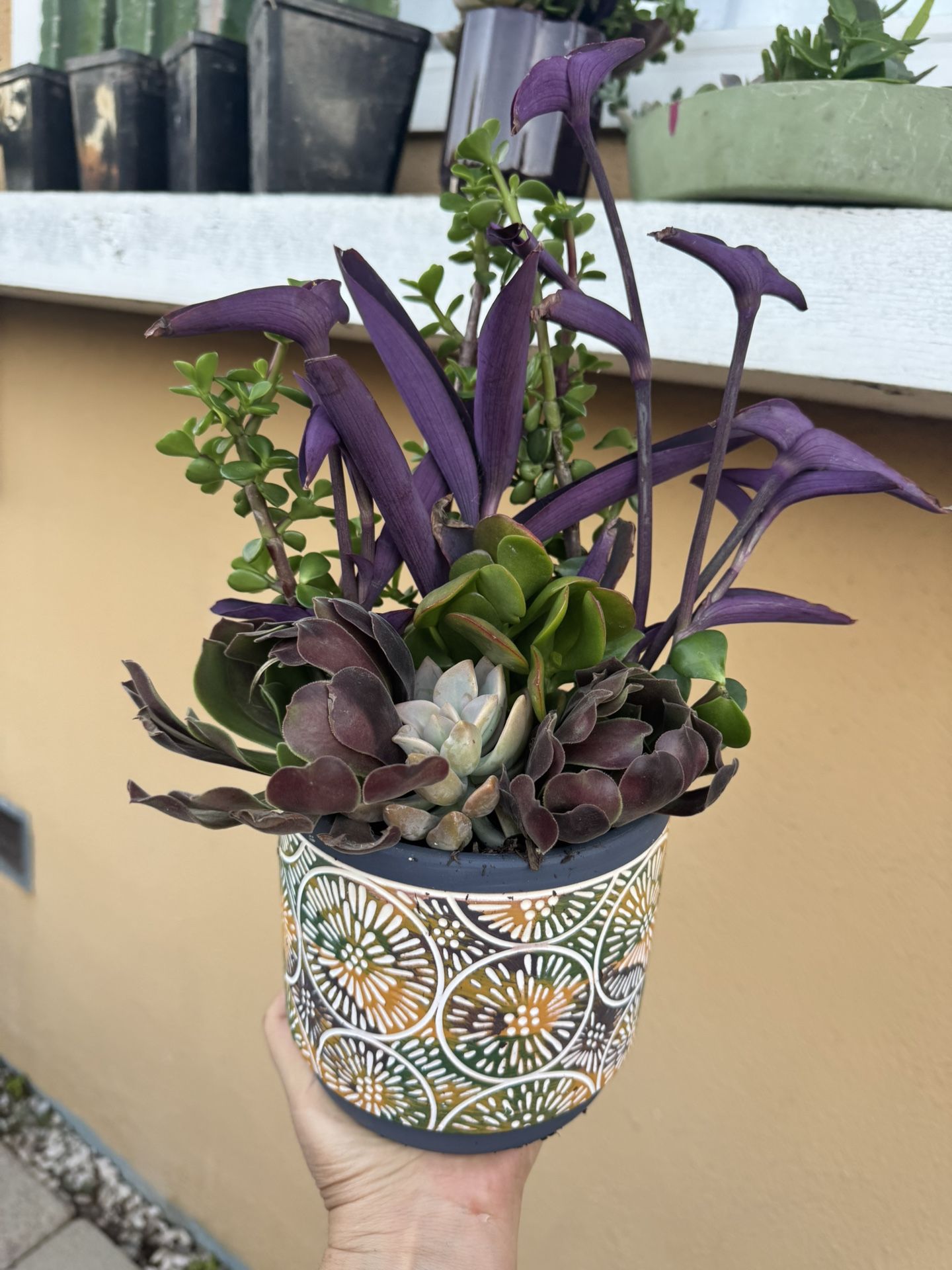 Beautiful Succulent Arrangement In A Beautiful Pot