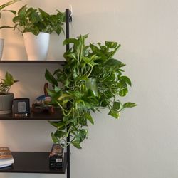 Pothos Plant!