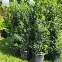 Beautiful Podocarpus Plants For Inmediate Privacy!!!! About 6 Feet Tall!!! Fertilized 