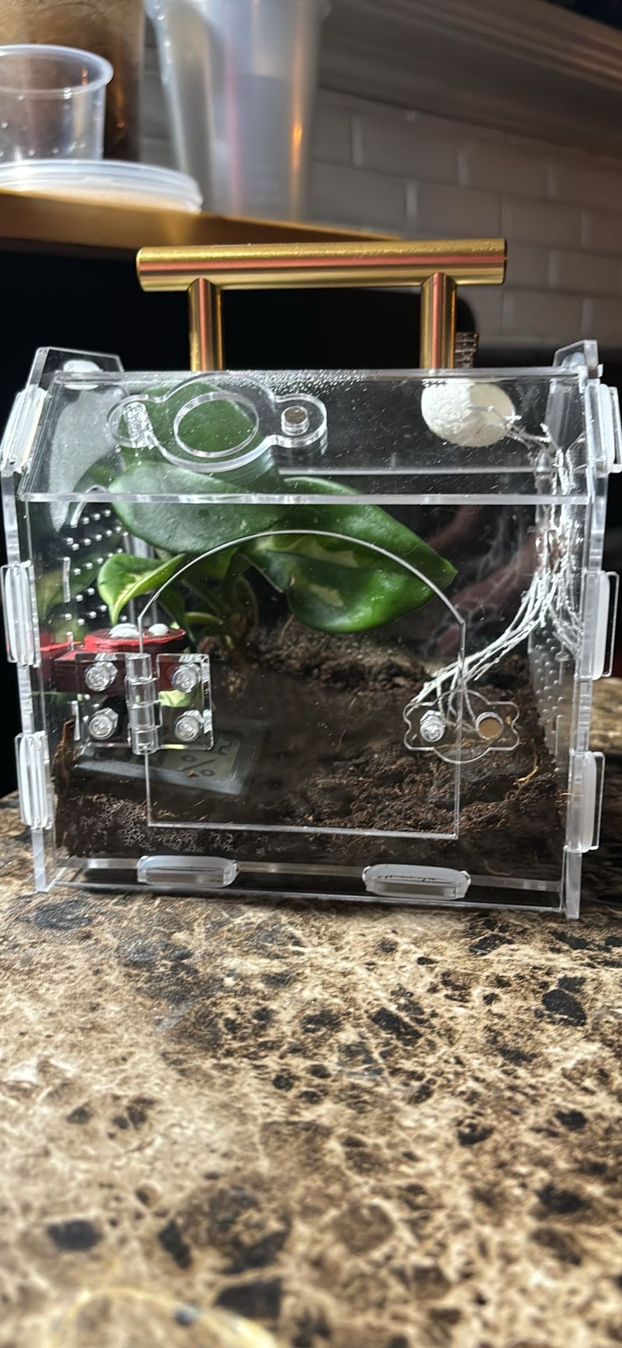 Bioactive Set Up For A Regal Jumping spider. Add Items Like A Hydration Station!
