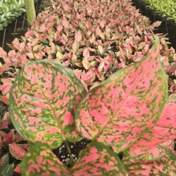 Aglaonema Wishes Red 6” 🌿 – Vibrant Red & Pink Foliage (Bulk & Individual)