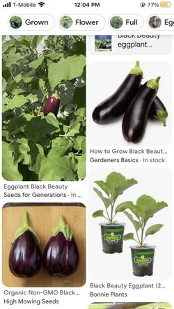 Eggplant 🍆 Plants