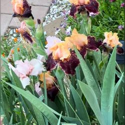 Iris Tubers for sale