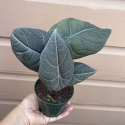 4” Alocasia Maharani 