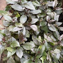 GORGEOUS OKINAWA SPINACH EDIBLE