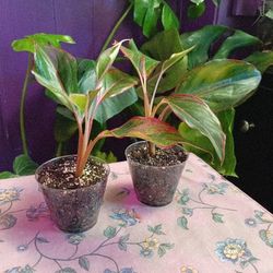 Aglaonema Red Siam