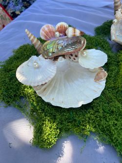 Seashell jewelry holders