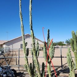 Cactus (still available)