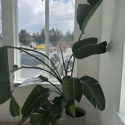 Birds of Paradise Plant