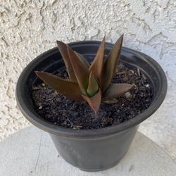 6 Inch Pot Rare Succulent Plant - Aloe Walmsley's Bronze - Rooted & Established - Drought Resistant - 🪴