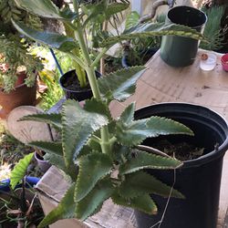 Mother Of Thousands Plant 