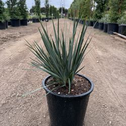 5-Gal Dianella 'Little Rev' – Modern Architectural Landscape Plants
