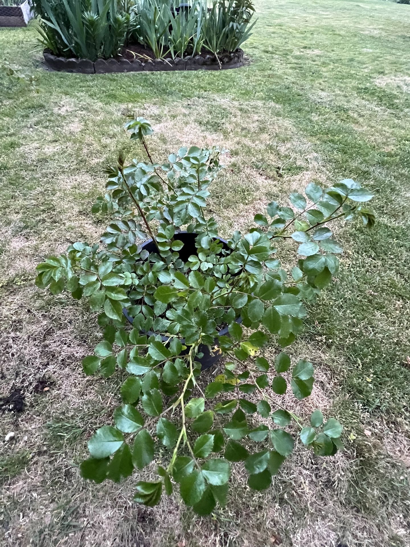 Plants 