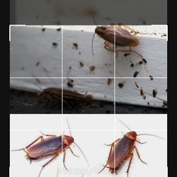 Eliminación El Mismo Día 100%