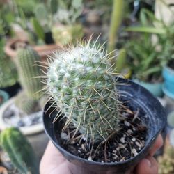 Mammillaria Bombycina Cactus