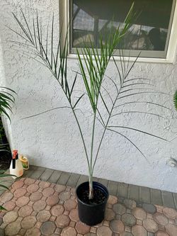 Buccaneer palm, Pseudophoenix sargentii