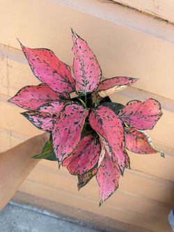 6” aglaonema pink konkoom very rare with double plant