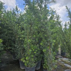podocarpus over 6 to 7 feet tall Instant Privacy Hedge For fence