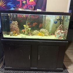 Salt Water Fish Tank