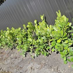 huge clusias sale only $18 installed same day  30 minimum qty Instant Privacy Hedge For Fence