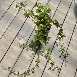 Ivy Indoors/Outdoors Trailing Plant.  
