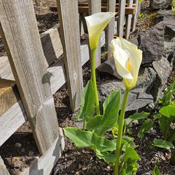 Robust Calla Lilies