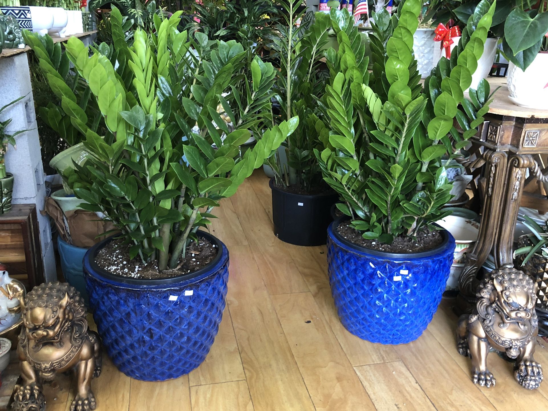 7 Gallons Pot/ 4 Ft. Tall Hawaiian Zz Indoor Plants Cây kim tiền