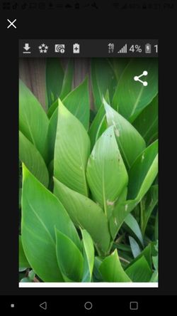 Yellow Canna Lillies