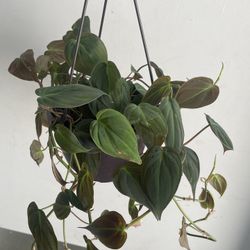 Philodendron Micans