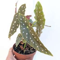 Begonia Maculata Polka Dot Plant 4" Pot - Indoor House Plants