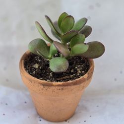 Succulents