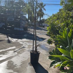 Queen Palm