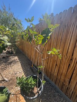 Fig tree 6 ft - 15 gallon - fruit producing