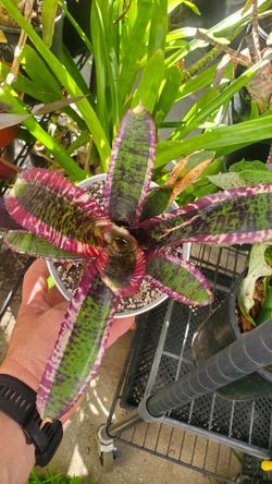 Neoregelia Bromeliads Tropical Plants