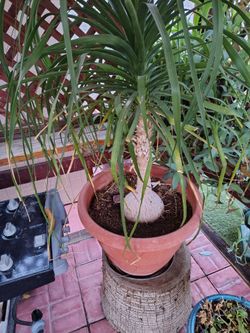 Ponytail palms plants