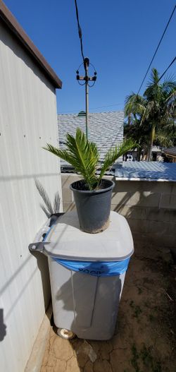 Sago Palm Tree $35