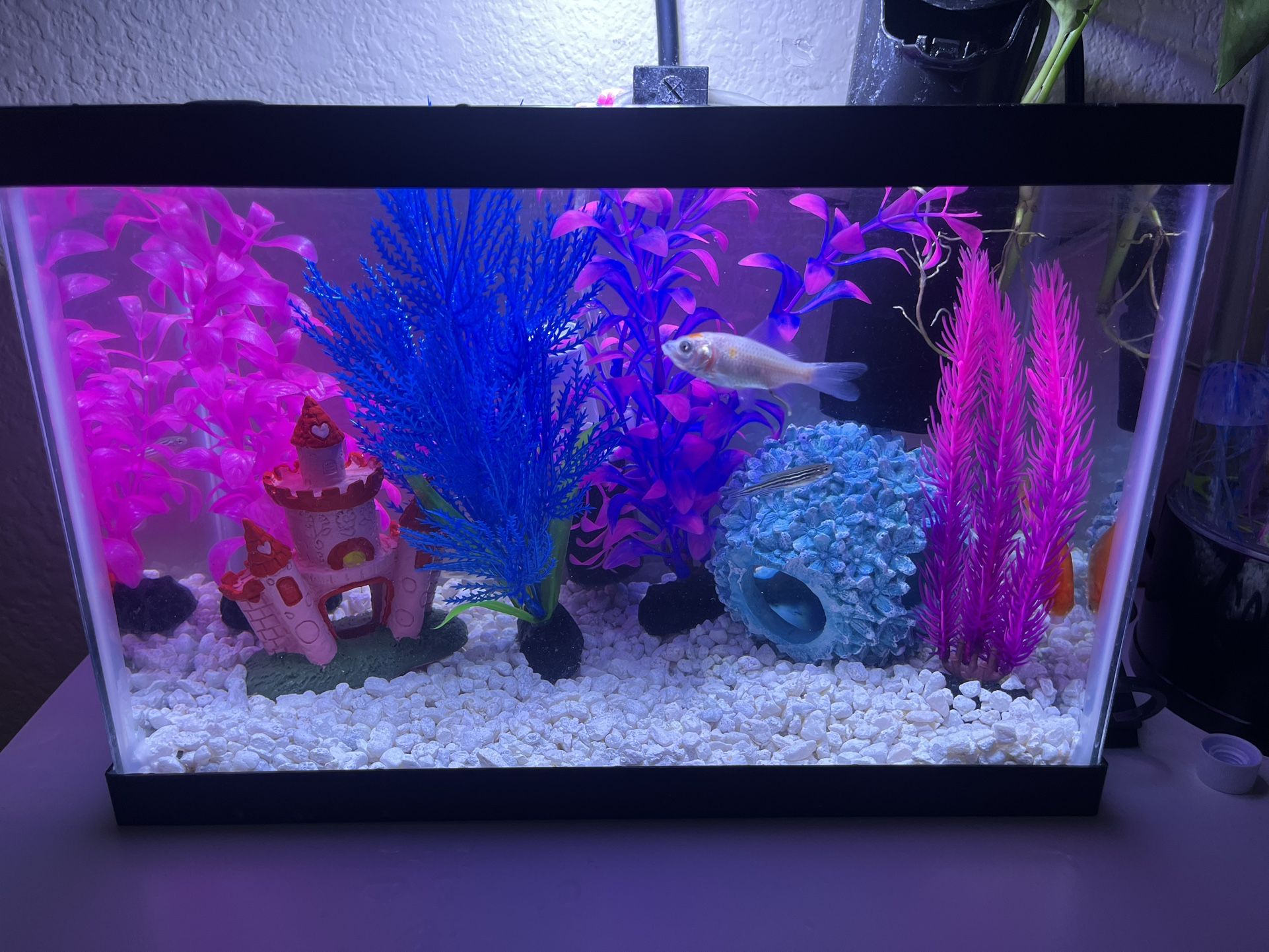 2.5 Gallon Fish Tank