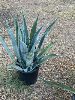 Agave Plant (Solo Version)