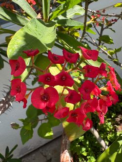 Crown of thorns plants