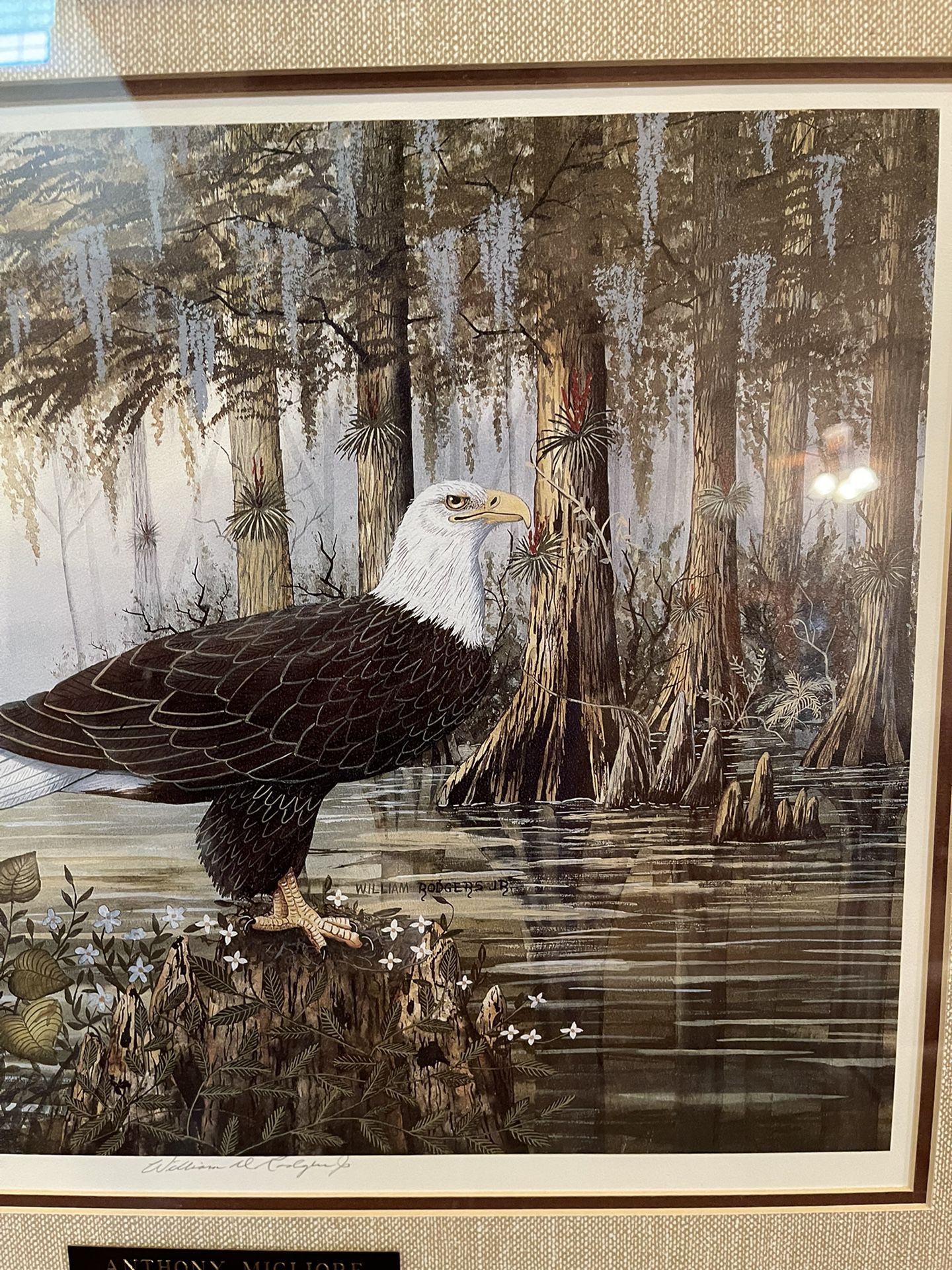 William Rogers Eagle Print In Everglades